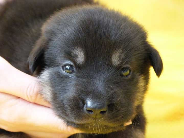 chinook puppy